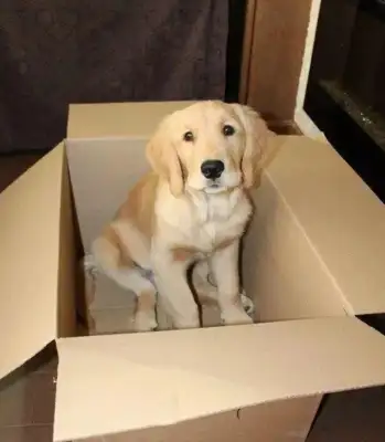 The dog's late at night, it's scary and moving. The pets know it better for the dog
