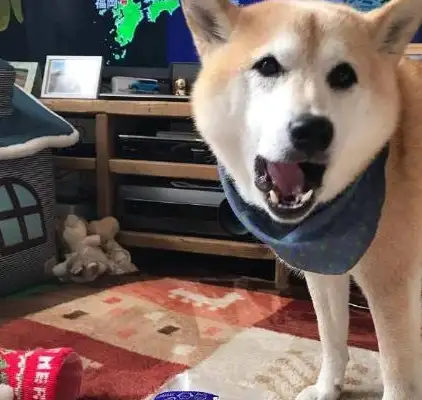 Christmas gives the Akitas an advance pair of socks until the dog wakes up. Different