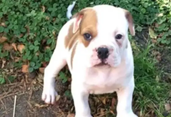 The dog bit the couch. More than 10,000 bites back and forth