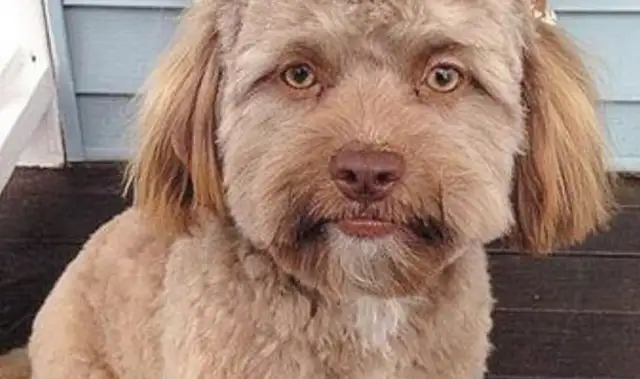 The master is too worried because he looks like a dog