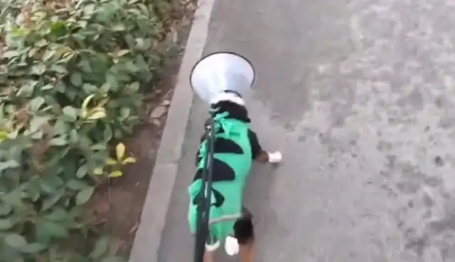 You have a puppy to the uterus and then you're abandoned