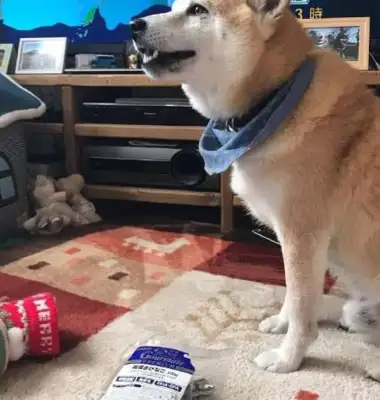 Christmas gives the Akitas an advance pair of socks until the dog wakes up. Different