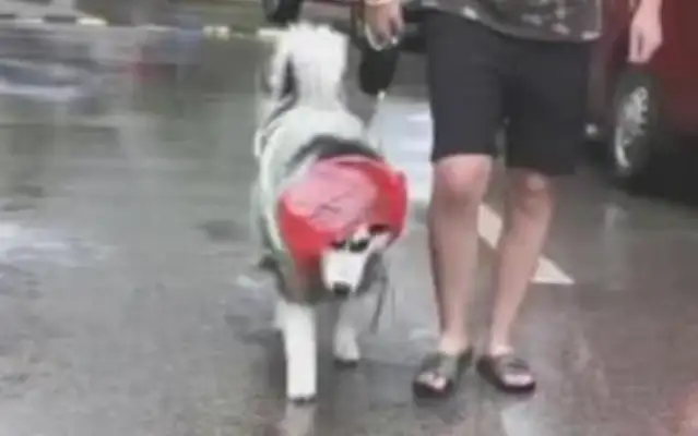 The dog in the rain is made, and the eyes are so attractive, it's extraordinary!
