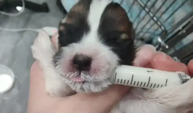 You have a puppy to the uterus and then you're abandoned