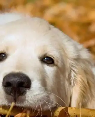 The dog's late at night, it's scary and moving. The pets know it better for the dog