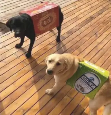 The wife left 200 for the dog, and the husband put a box in his hand