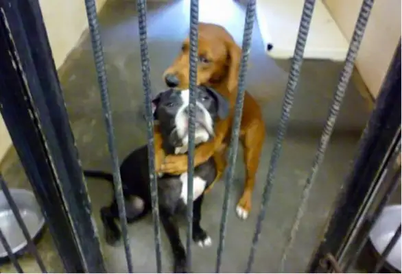 Two stray dogs held each other together while performing euthanasia