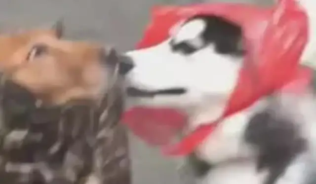 The dog in the rain is made, and the eyes are so attractive, it's extraordinary!