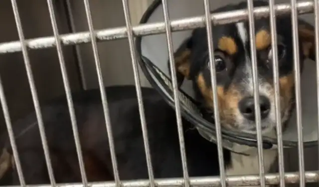 You have a puppy to the uterus and then you're abandoned