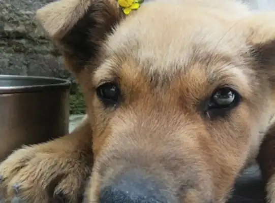 The village had to check the dog's license, and Mom and Dad refused to license the dog! I'm afraid the dog will be killed and eaten