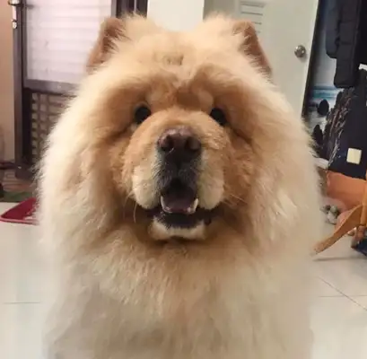 The pine lions are too fat to be laughed at