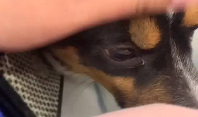 You have a puppy to the uterus and then you're abandoned