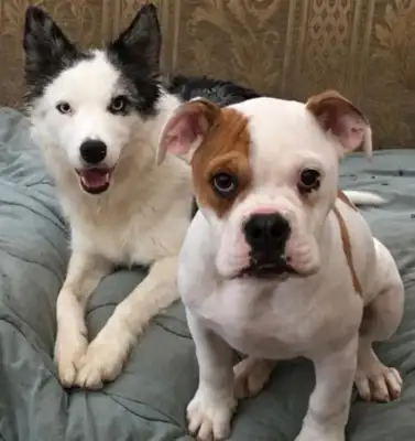 The dog bit the couch. More than 10,000 bites back and forth