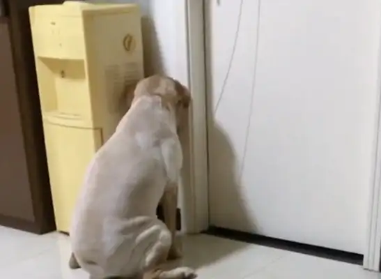 The owner shaved Labrador, the dog was angry with the wall, the dog: I don't want face