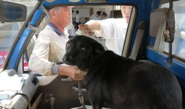 13 years of dog vaccination