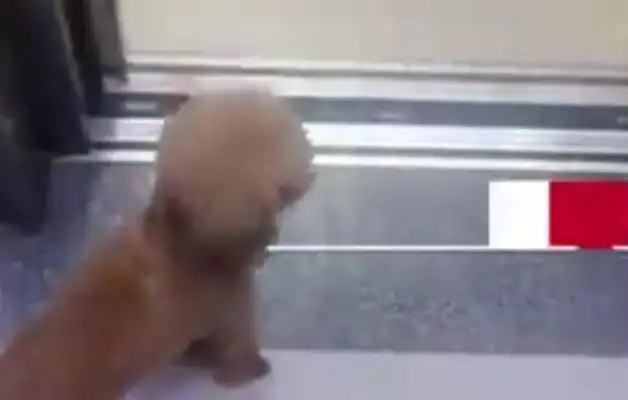 Jiangsu-man's neighborhood ran into lost pet dogs