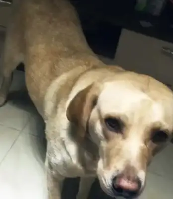 The owner shaved Labrador, the dog was angry with the wall, the dog: I don't want face