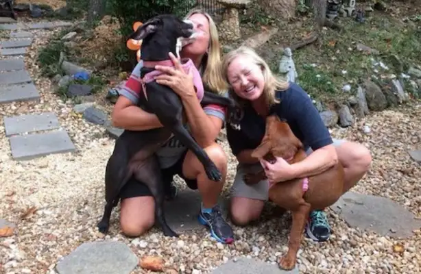 Two stray dogs held each other together while performing euthanasia