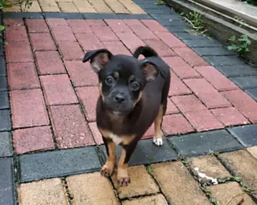 Little stray dogs don't get adopted and beg all over the street