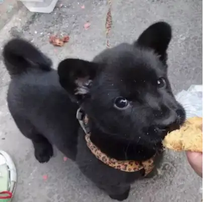 A young pup, waiting to be sold at the market