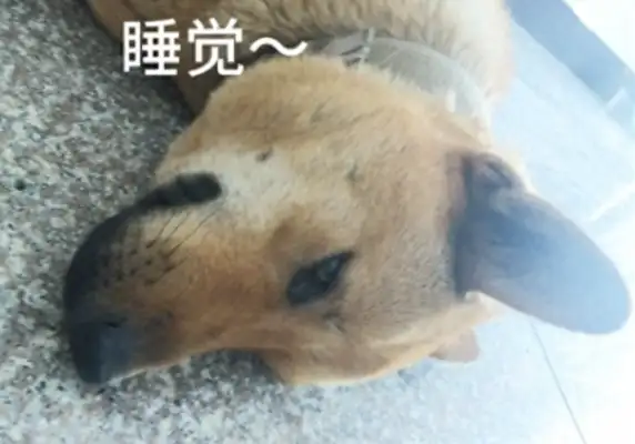 The village had to check the dog's license, and Mom and Dad refused to license the dog! I'm afraid the dog will be killed and eaten