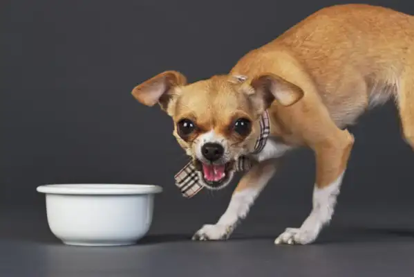 "Severe" dogs, most of them owners, have nothing to do with others