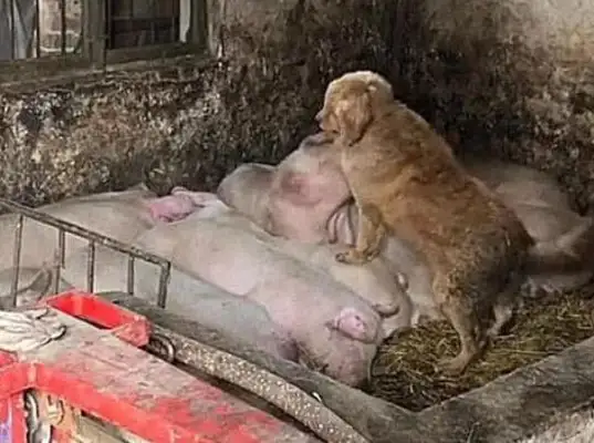 Dogs sneak into pigs' rings. The master thinks it's not easy