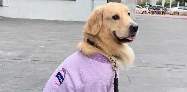 A college student comes up free to walk a dog for strangers, Master Goldilocks: for an hour and a half, the dog's laughing won't fit