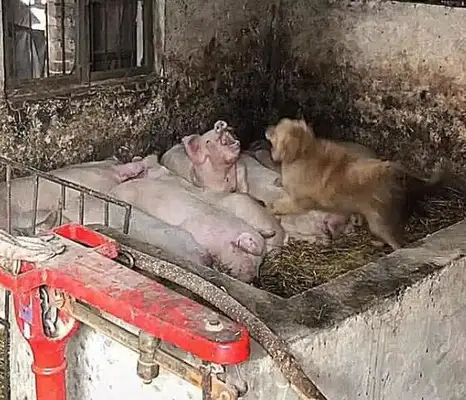 Dogs sneak into pigs' rings. The master thinks it's not easy