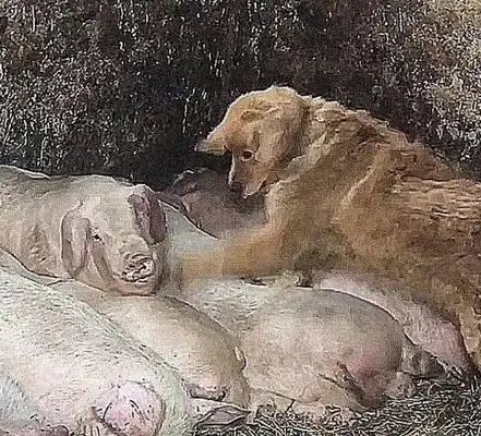Dogs sneak into pigs' rings. The master thinks it's not easy