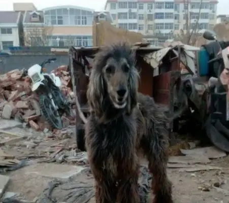 He's taking a stray dog kindly. He'll pay $10,000 for it. Sell
