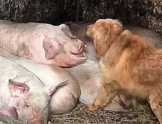 Dogs sneak into pigs' rings. The master thinks it's not easy