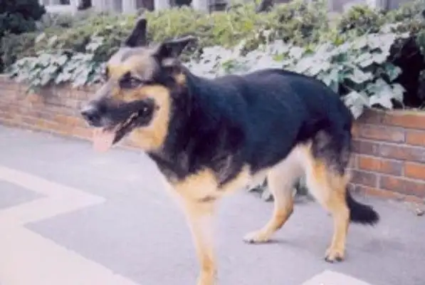 Three-legged blind dogs lost a leg to save their master, but still want to work