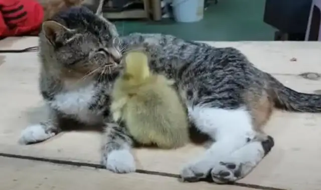Cats die. Mothers take geese as children and even fight big dogs