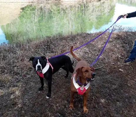 Two stray dogs held each other together while performing euthanasia