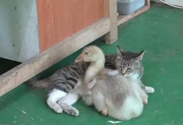 Cats die. Mothers take geese as children and even fight big dogs