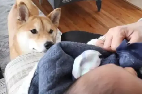 The dog is only three years old, but the baby is red, master: more patient than me