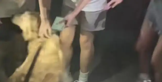 A college student comes up free to walk a dog for strangers, Master Goldilocks: for an hour and a half, the dog's laughing won't fit