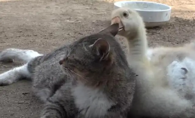Cats die. Mothers take geese as children and even fight big dogs