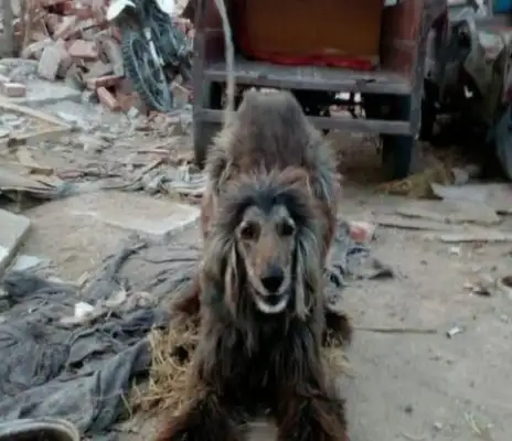He's taking a stray dog kindly. He'll pay $10,000 for it. Sell