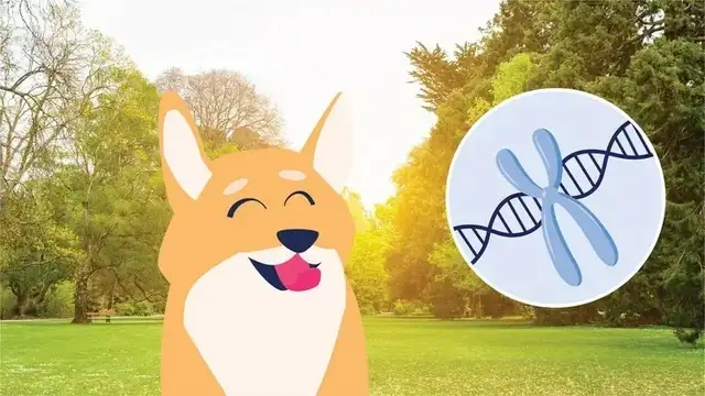 Do dogs get Down Syndrome