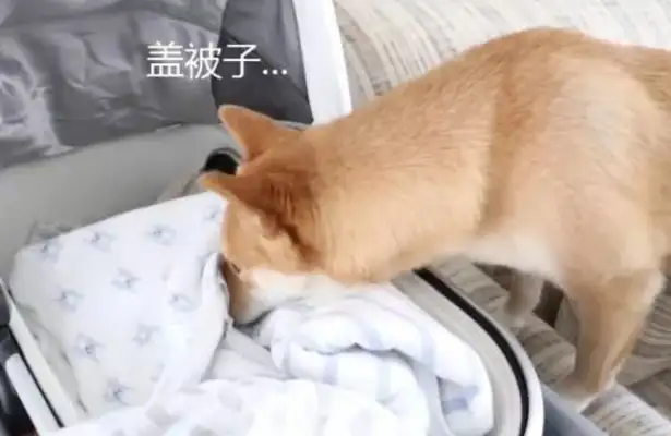 The little stray dog ran around on the road, almost ran over, and the moment she picked up her heart broke