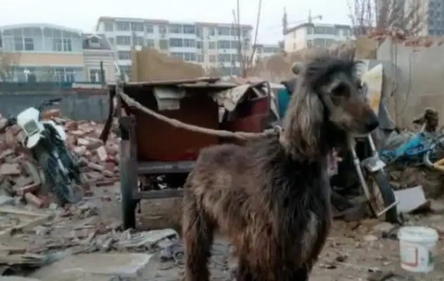 He's taking a stray dog kindly. He'll pay $10,000 for it. Sell