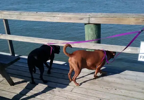 Two stray dogs held each other together while performing euthanasia