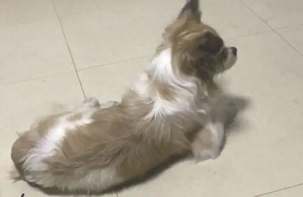 When I bought the fruit, I went home with a puppy, and I saw how it was