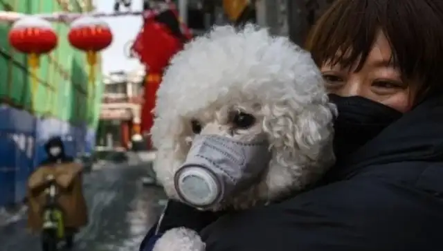 Bommy dogs diagnosed with the new coronary virus were released from quarantine and died two days later