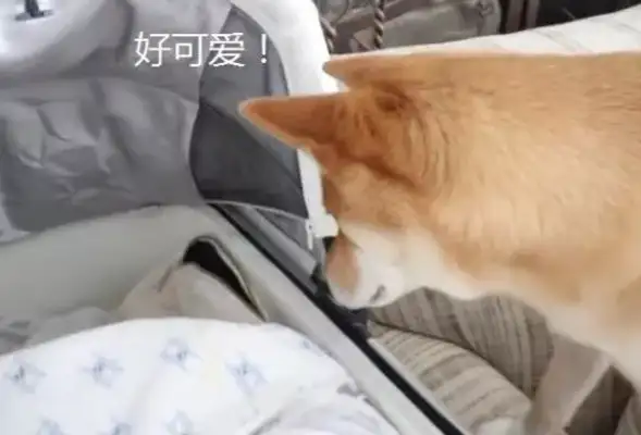 The dog is only three years old, but the baby is red, master: more patient than me