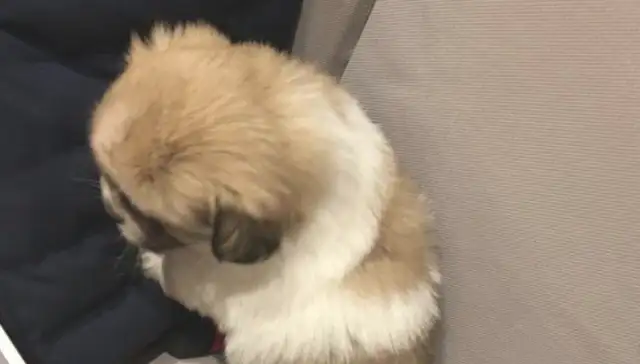 The little stray dog ran around on the road, almost ran over, and the moment she picked up her heart broke