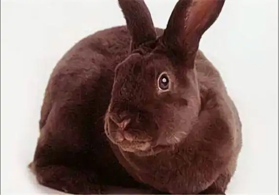 Chawin's got information about the rabbit