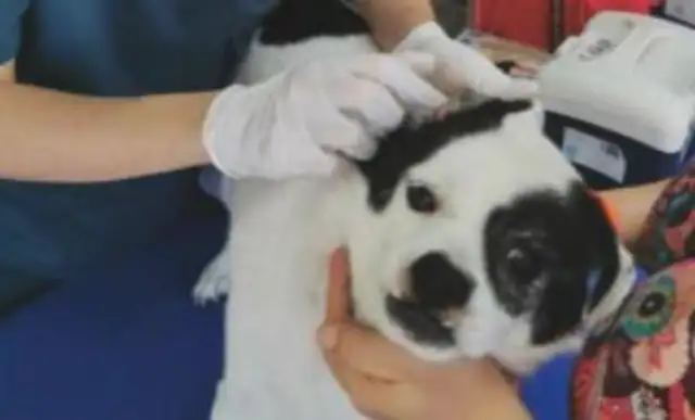 shenzhen city dogs will be treated as unlicensed dogs if they are not embedded in integrated ic!